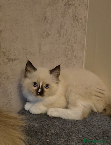 Ragdoll cats - Advert 5