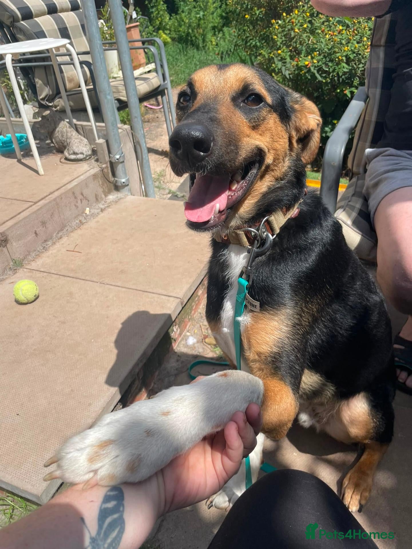 Mixed Breed dogs 💙BRUNO💙 : LARGE LOVING YOUNG BOY - Advert 2