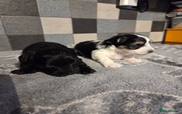 Yorkshire Terrier dogs for sale: Yorkshire terrier biewer puppies  - Advert 5