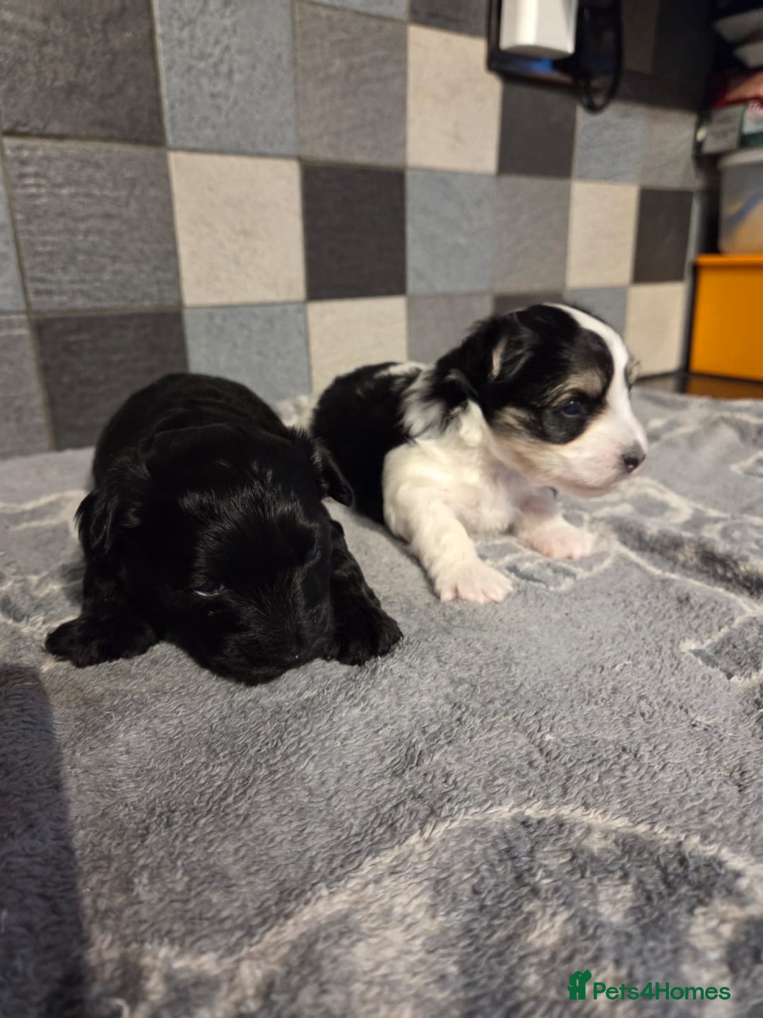 Yorkshire Terrier dogs for sale: Yorkshire terrier biewer puppies  - Advert 5