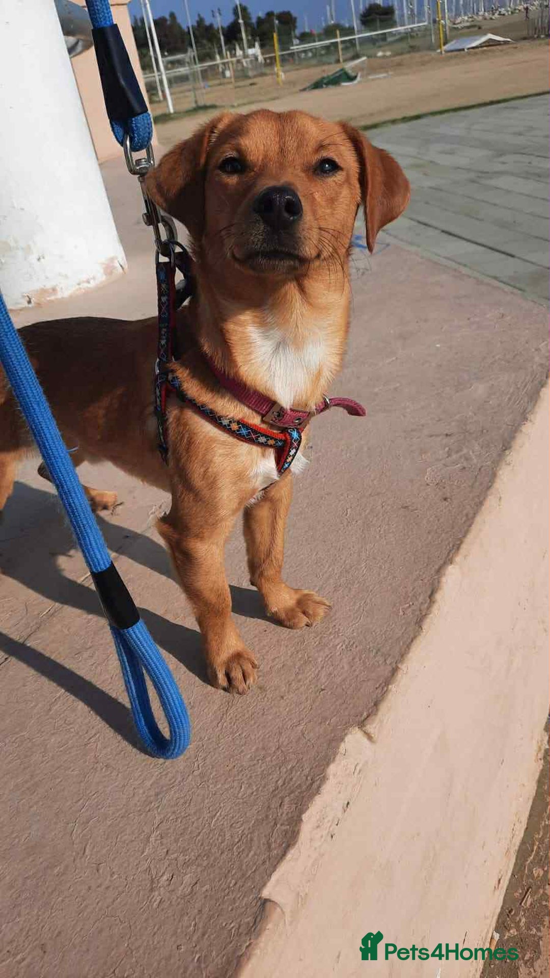 Mixed Breed dogs for adoption: Jeffrey Still smiling.Still waiting for his people - Advert 5