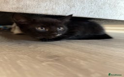 Domestic Shorthair cats for sale: 3 females - Image 11