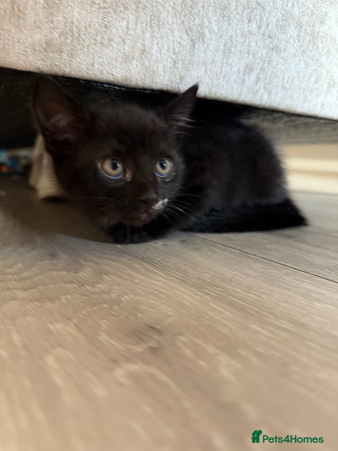 Domestic Shorthair cats for sale: 3 females - Image 11