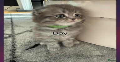 Scottish Fold cats - Advert 3