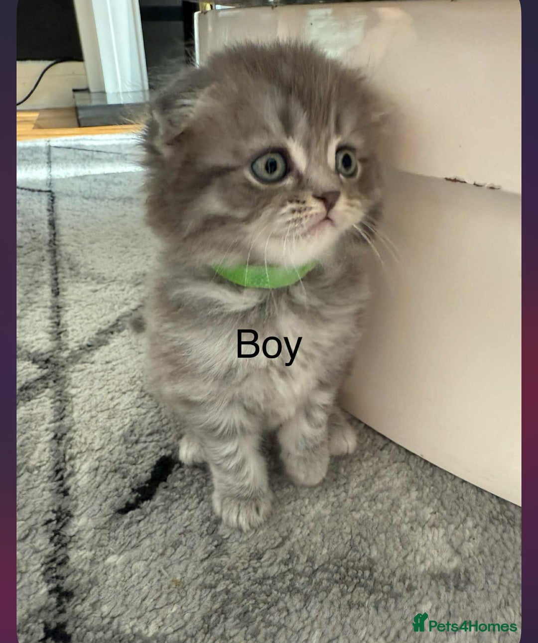 Scottish Fold cats for sale: scottish fold kittens  - Image 3