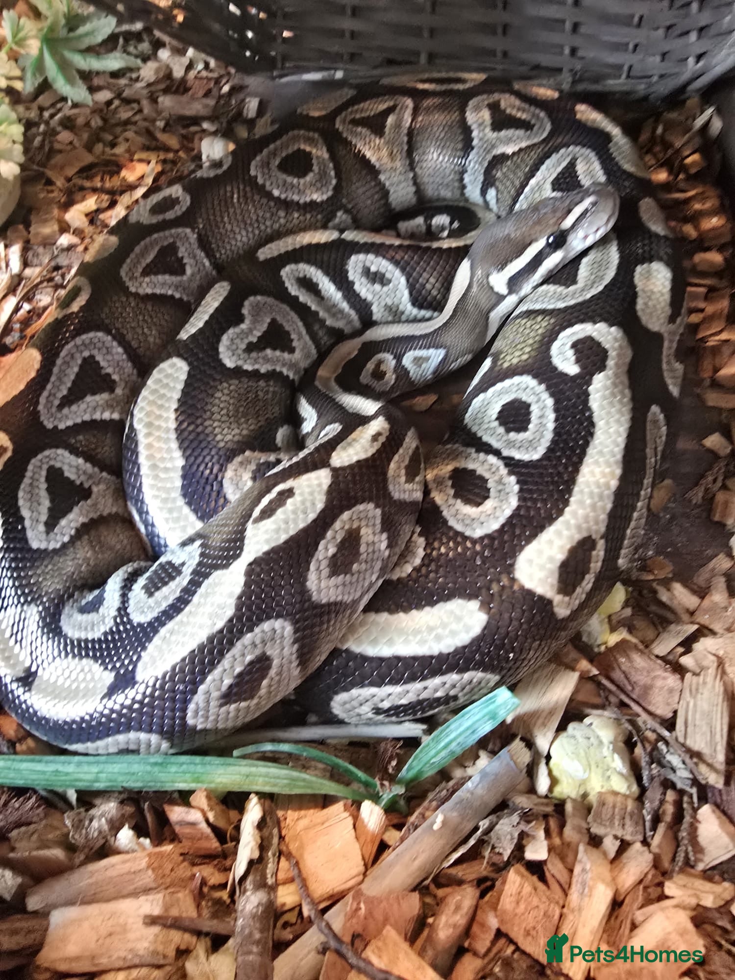 Python Snake reptiles Dolly 5ft Mojave morph, ball python & Viviun - Advert 23