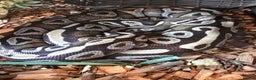 Python Snake reptiles for sale: Dolly 5ft Mojave morph, ball python & Viviun - Advert 1