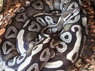 Python Snake reptiles - Advert 1