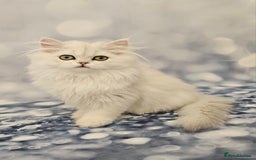 British Longhair cats for sale: Excellent Scottish straight Highland Kittens - Image 1
