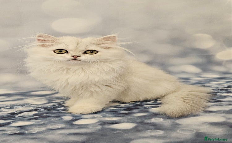 British Longhair cats - Advert 3