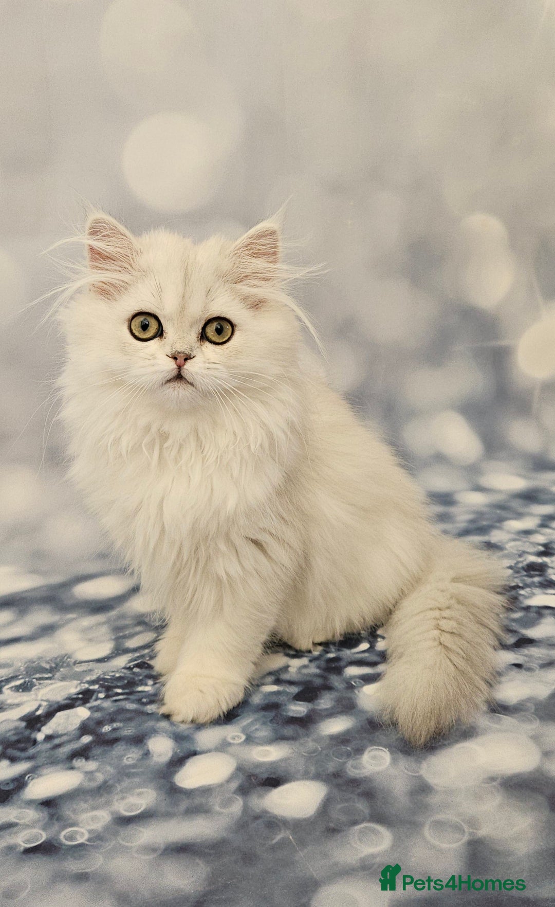 British Longhair cats for sale: Excellent Scottish straight Highland Kittens - Image 1