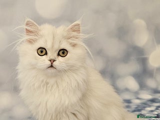 British Longhair cats - Advert 4