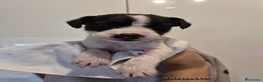 Boy