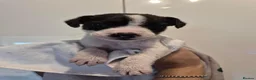 Jack Russell dogs for sale: READY NOW - Happy JR pups for sale - Advert 3
