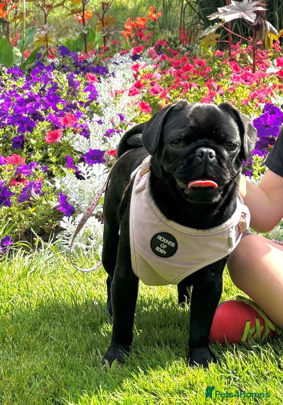 Pug dogs for sale: Kc registered pug puppies  - Advert 1