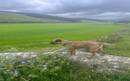 Border Terrier dogs for stud: Border terrier  - Image 2