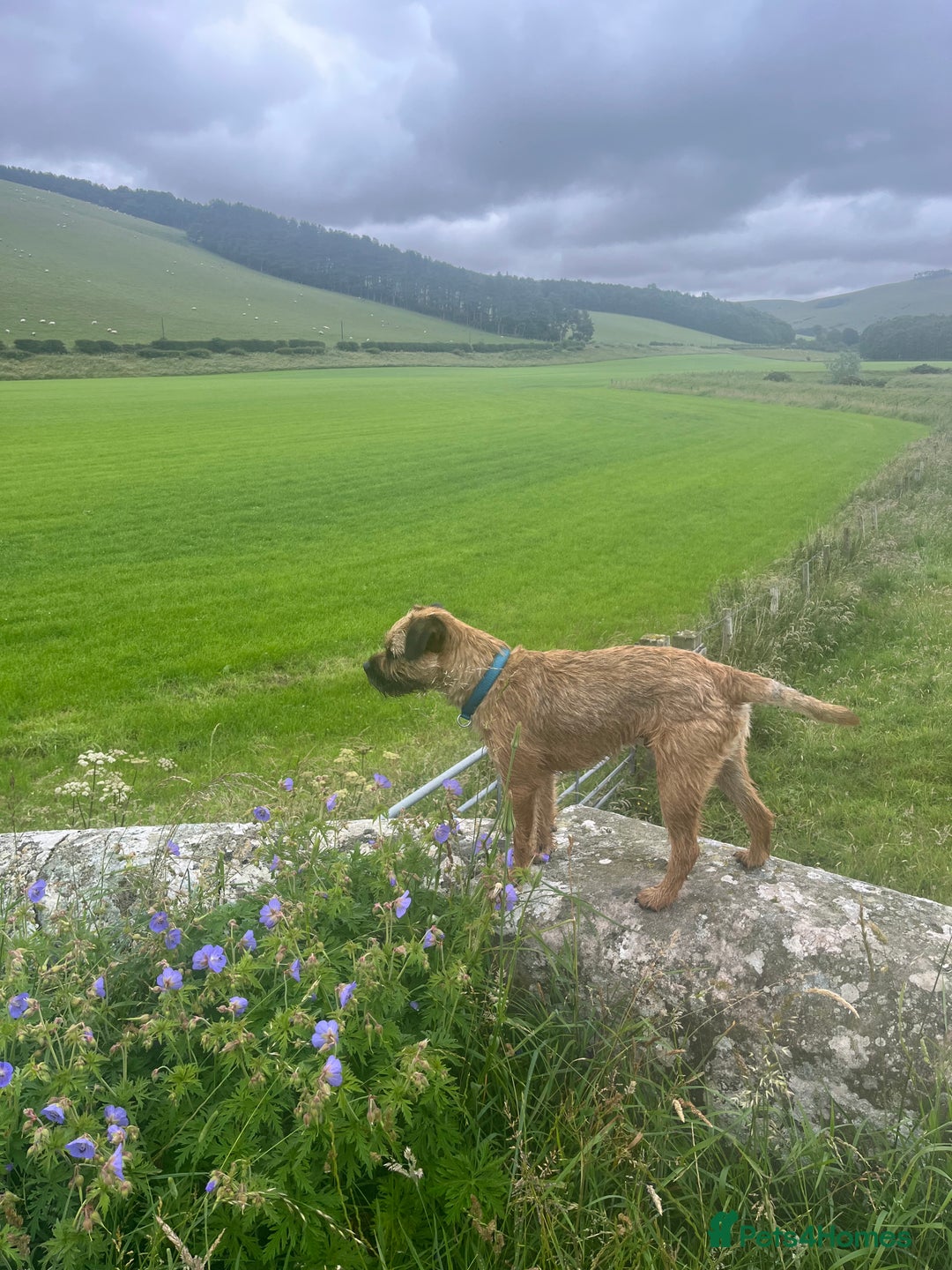 Border Terrier dogs for stud: Border terrier  - Image 2