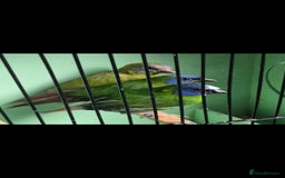Finches birds for sale: Mix of finches  - Image 2
