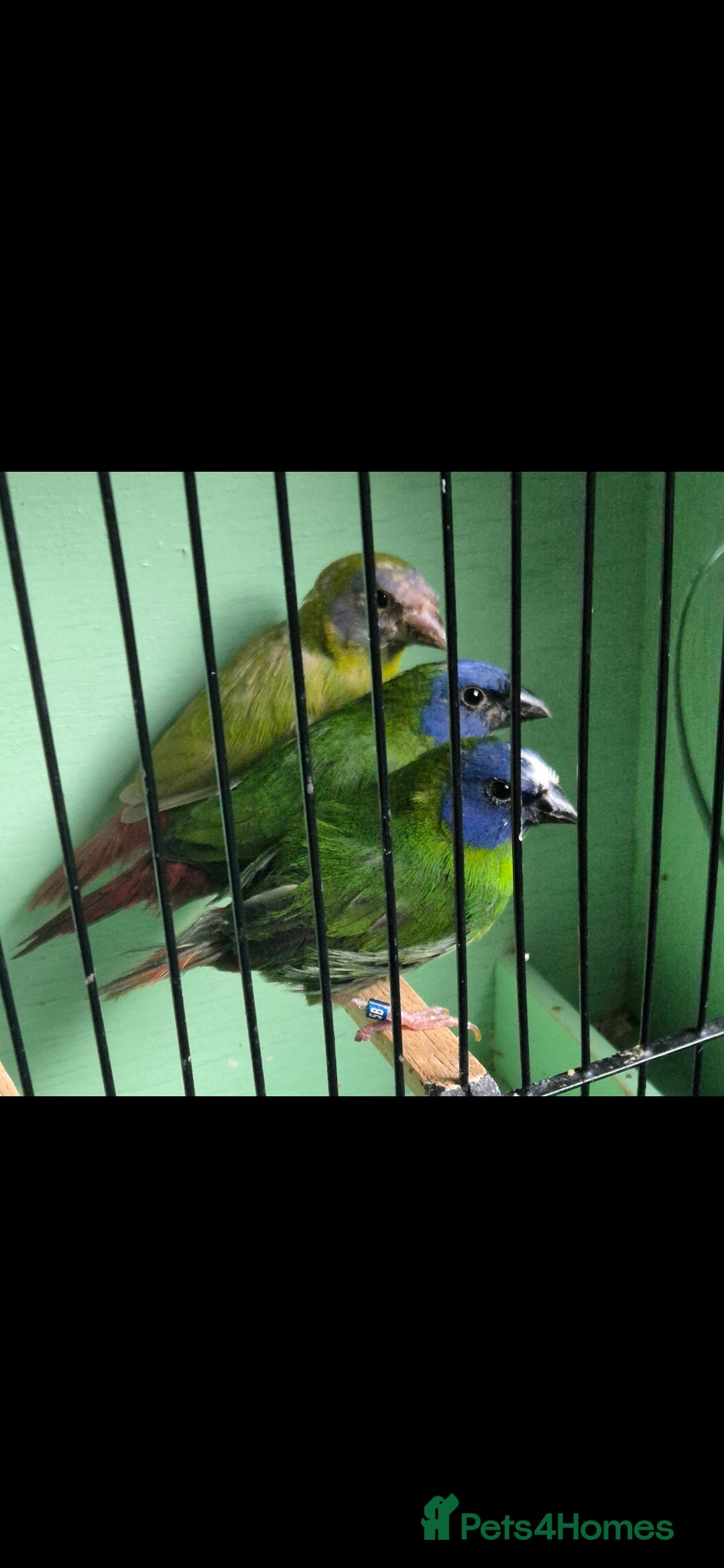 Finches birds for sale: Mix of finches  - Image 2