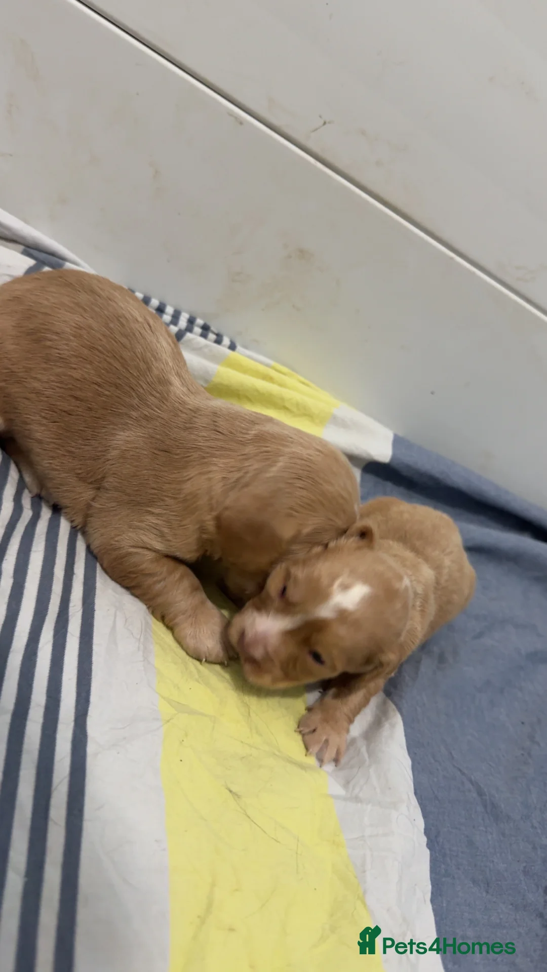 Cocker Spaniel dogs for sale: 1 cocker spaniel girl  left available  - Advert 4