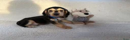 Cocker Spaniel dogs for sale: Show type cocker spaniels in Ipswich - Advert 14
