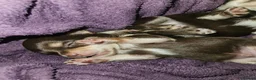 Chihuahua dogs for sale: Chihuahua pups - Advert 8