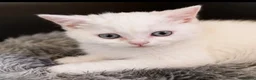 British Shorthair cats for sale: British shorthair adorable kittens ❤️ - Advert 7