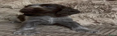 Chocolate roan Cocker Spaniel girl