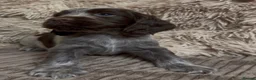 Cocker Spaniel dogs for sale: Gorgeous show type cocker spaniel puppies - Advert 4
