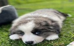 Bernese Mountain Dog dogs for sale: Stunning Chunky Bordernese Puppies - Image 13