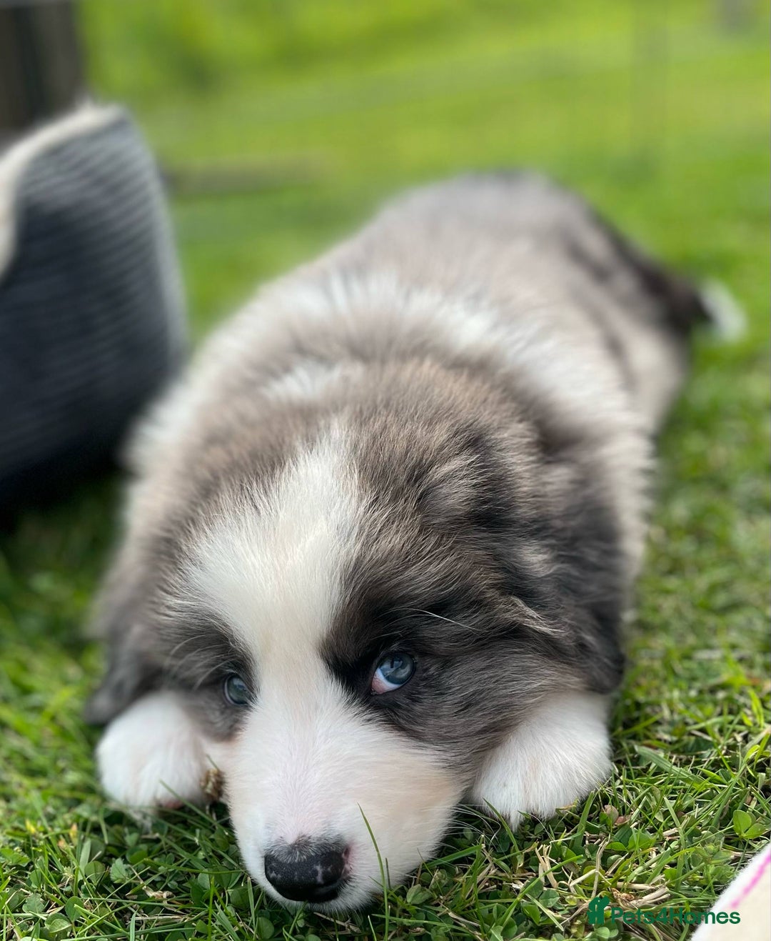 Bernese Mountain Dog dogs for sale: Stunning Chunky Bordernese Puppies - Image 13