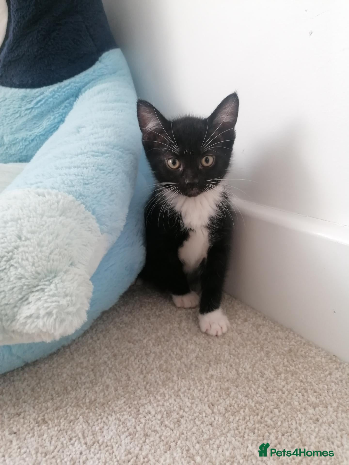 Mixed Breed cats Beautiful Kittens for sale  - Advert 9