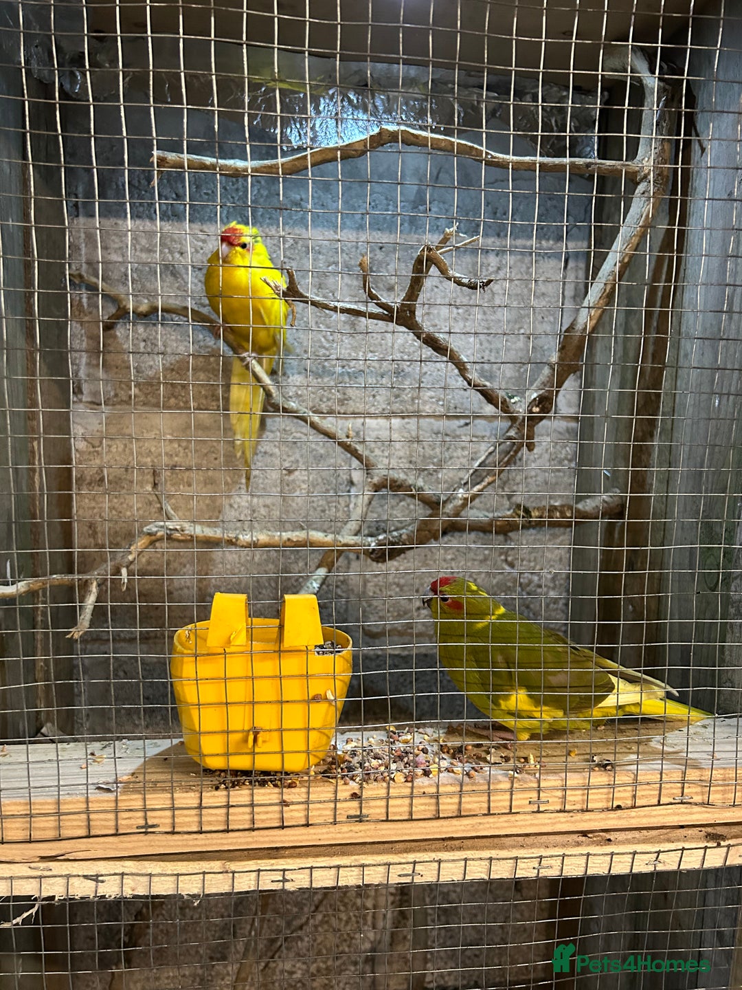Parakeets birds for sale: Birds - Advert 2