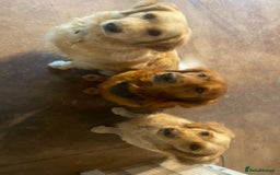 Golden Retriever dogs for sale: Rare & wonderful petite golden retrievers - Image 10