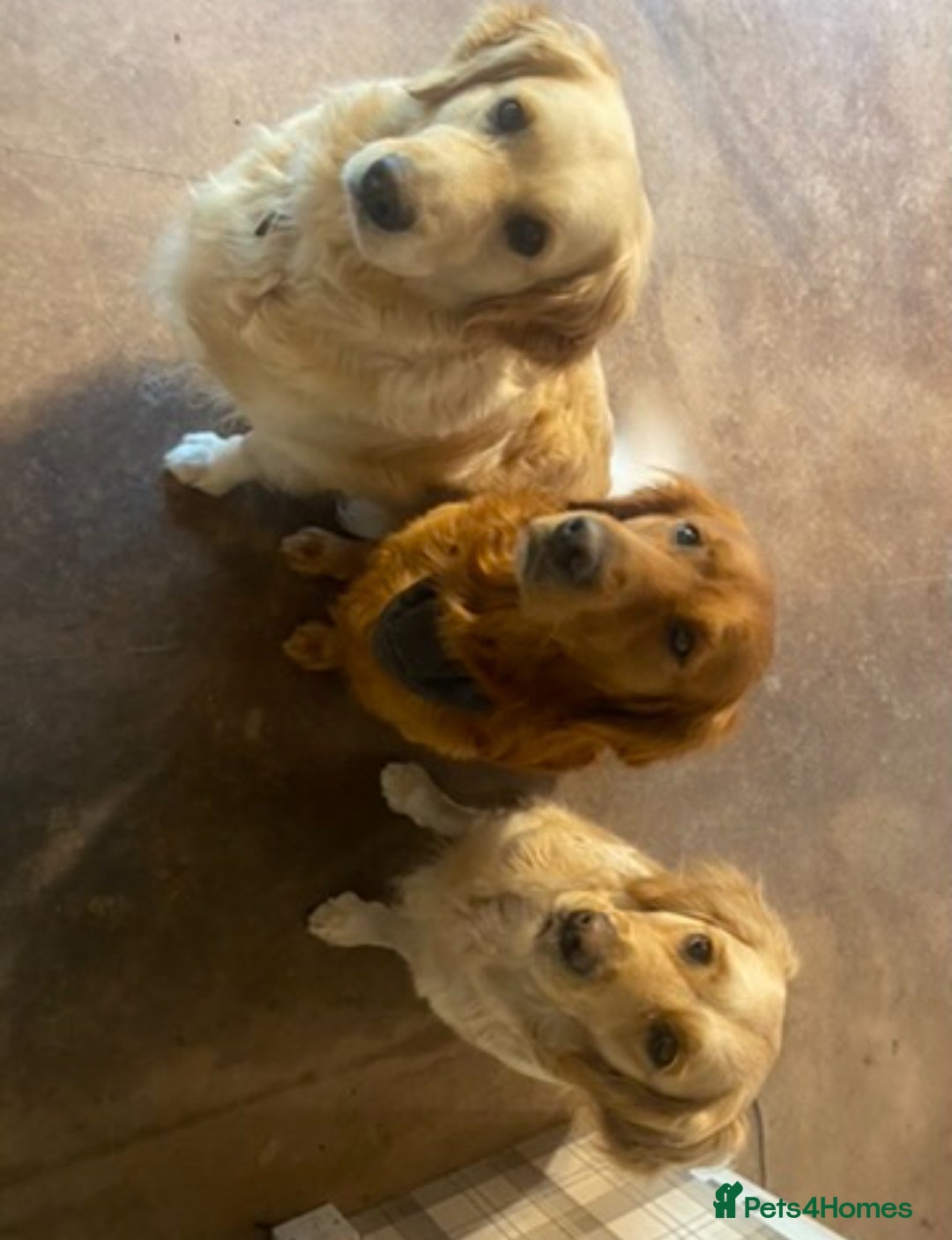 Golden Retriever dogs for sale: Rare & wonderful petite golden retrievers - Image 10