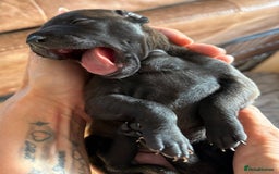 Italian Greyhound dogs for sale: Beautiful Italian Greyhound puppies for sale  - Image 23