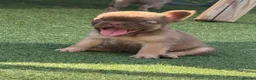 French Bulldog dogs for sale: Fluffy French bulldogs  - Advert 3