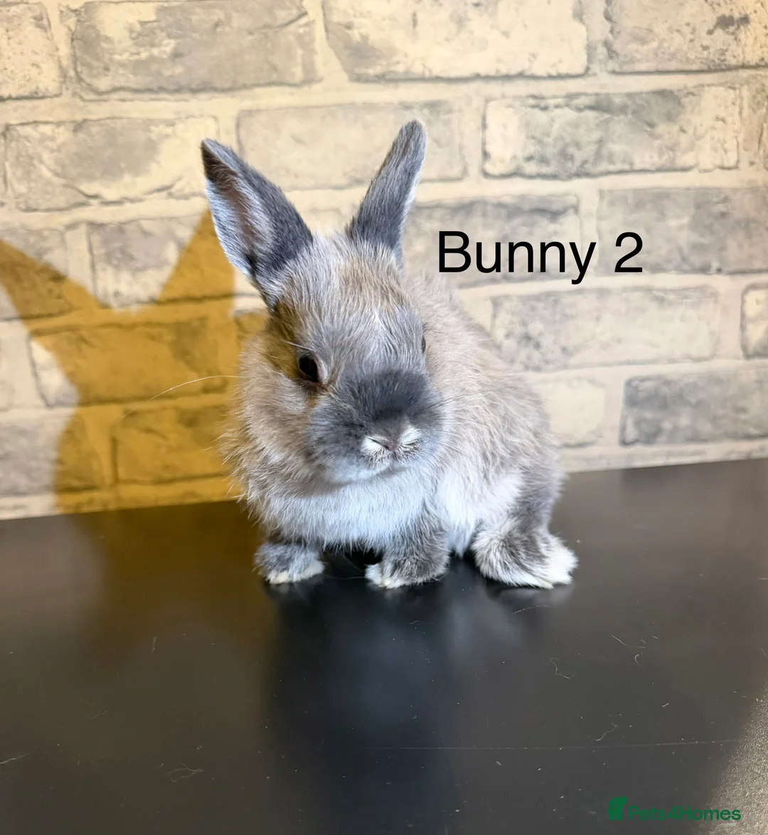 Netherland Dwarf rabbits for sale: 🐰 Beautiful Female Bunnies for Sale 🐰 - Advert 4