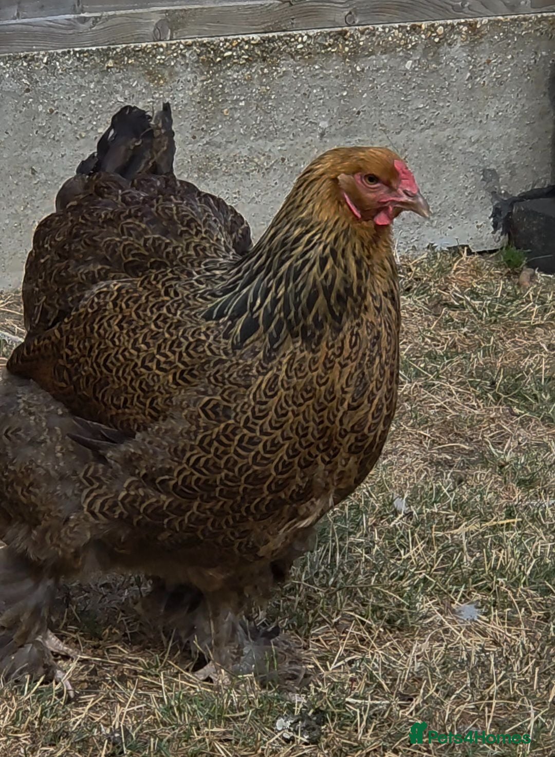 Chickens poultry Brahma hen sad sale - Advert 1