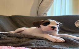 Boxer dogs for sale: Gorgeous KC Registered Boxer Pups - ONLY 1 LEFT - Image 21