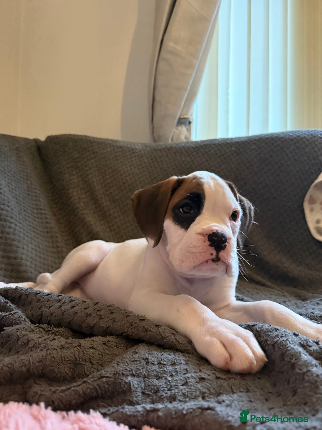Boxer dogs for sale: Gorgeous KC Registered Boxer Pups - ONLY 1 LEFT - Image 21
