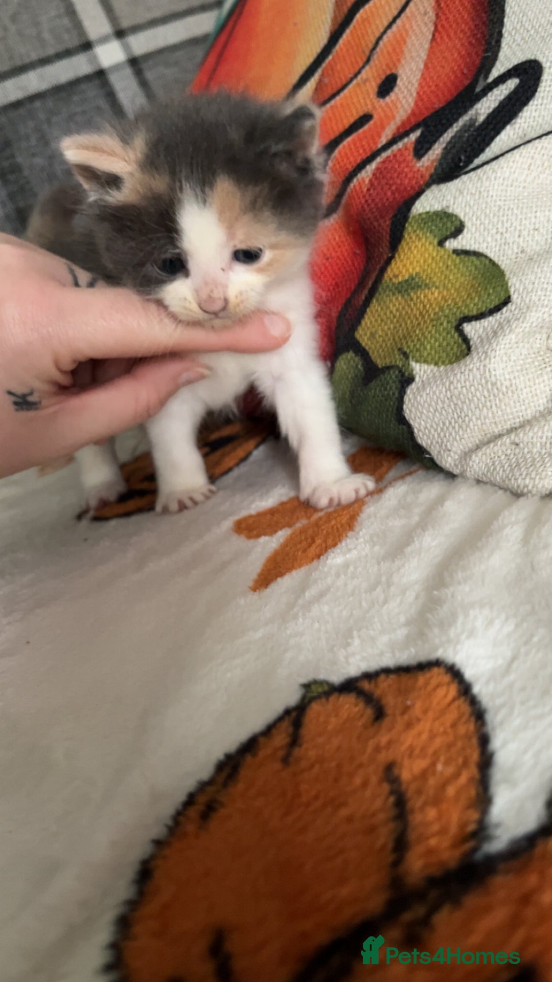 Mixed Breed cats for sale: Kittens for sale 1 female and 1 male  - Image 6