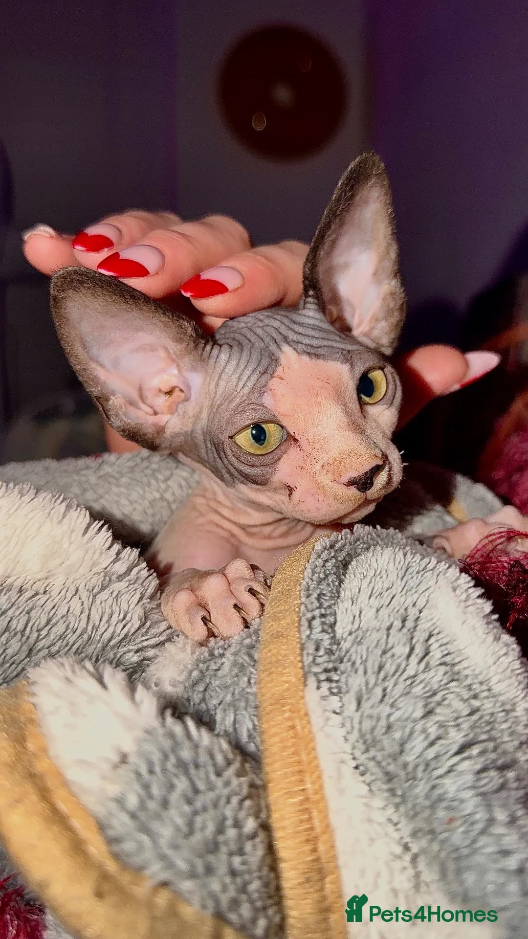 Sphynx cats for sale: Sphynx Kitten in Leeds - Advert 5