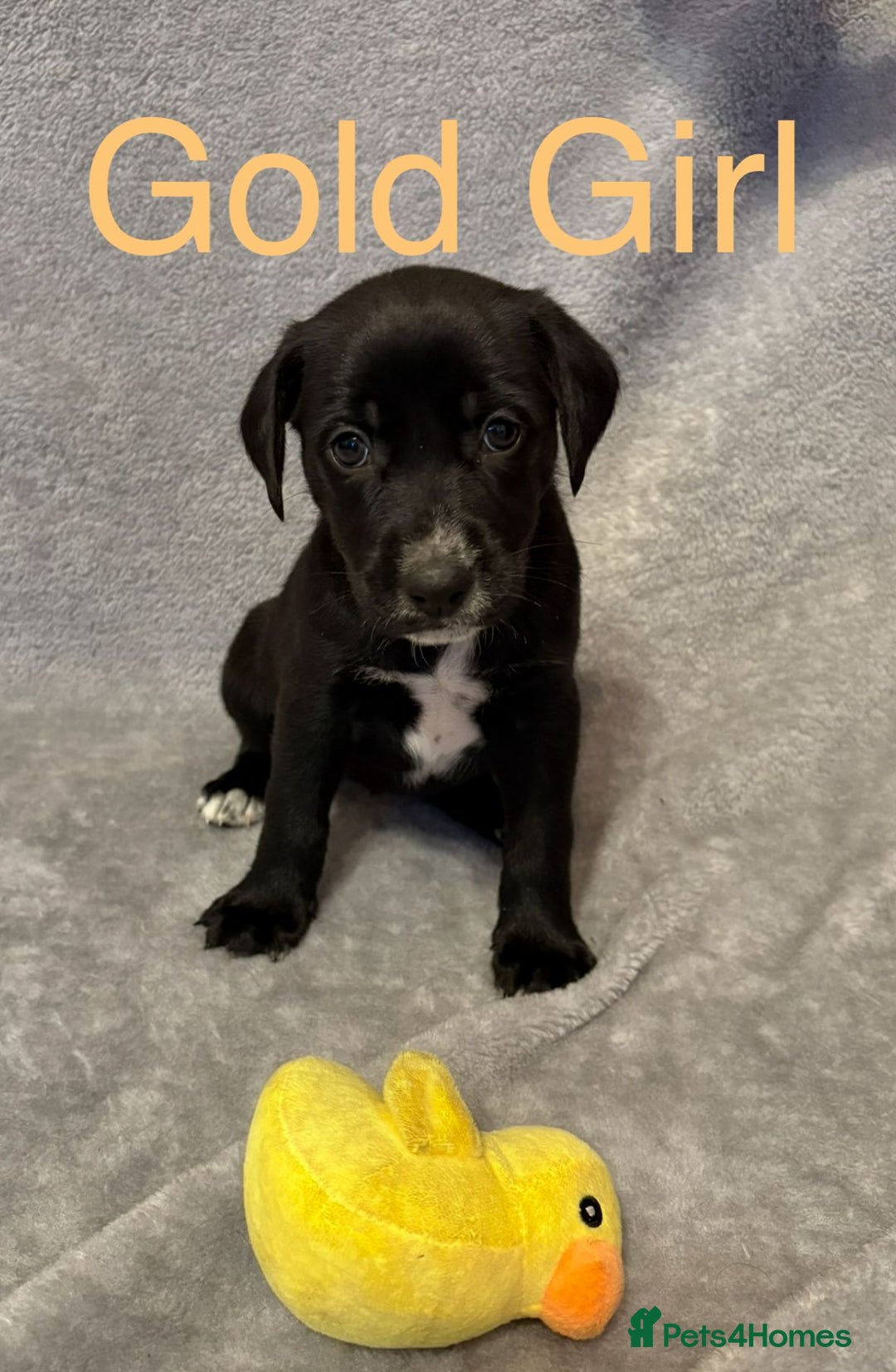 Mixed Breed dogs for sale:  German Shepherd × Dalmatian Puppies  - Advert 3