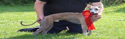 Whippet dogs for sale: KC Registered Small Whippet Puppies - Advert 26