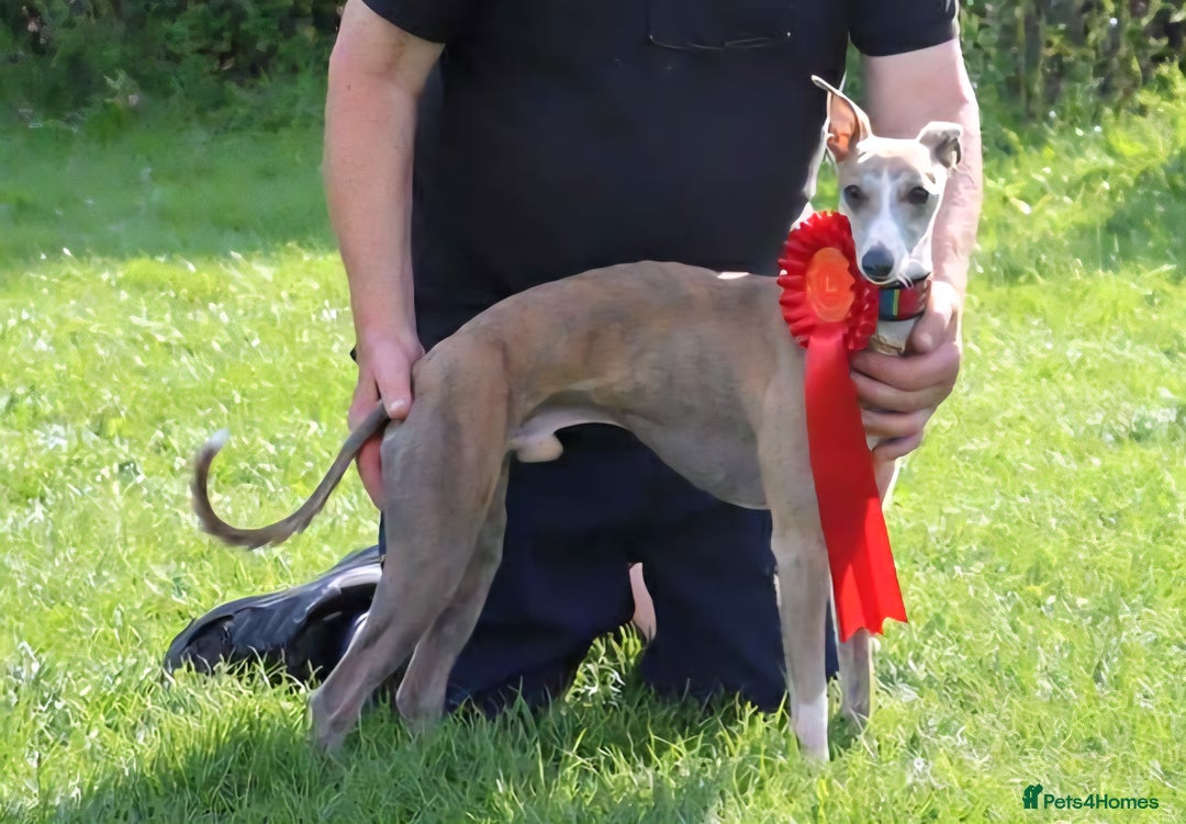 Whippet dogs for sale: KC Registered Small Whippet Puppies - Advert 26