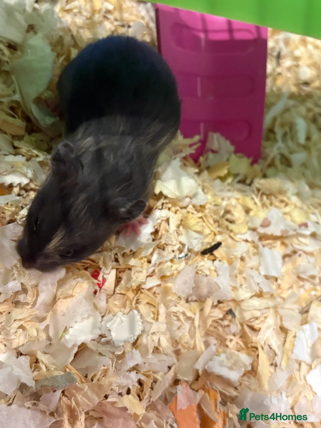 Hamster rodents for sale: Baby hamsters for sale - Advert 8