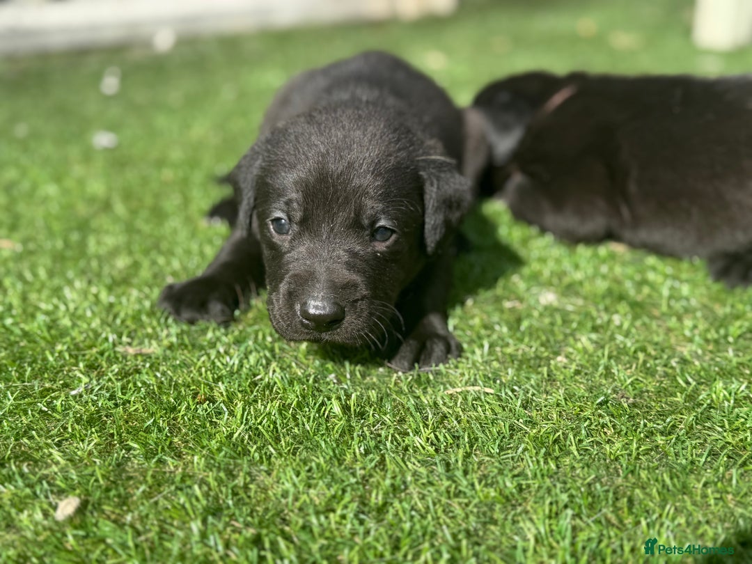 Labrador Retriever dogs for sale: Beautiful top kc line Labrador puppy’s  - Image 22