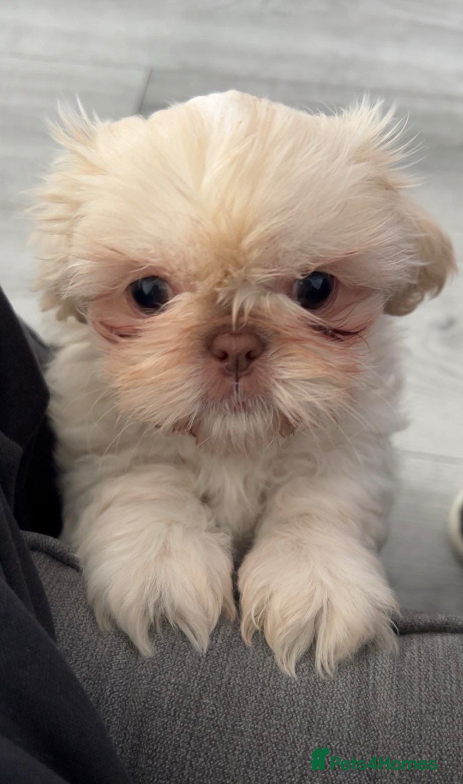 Shih Tzu dogs Imperial shih Tzu ready for new homes   - Advert 5