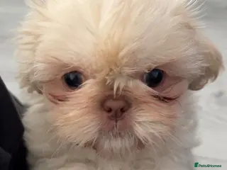 Shih Tzu dogs Imperial shih Tzu ready for new homes - Advert 5